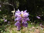 Meadow penstemon
