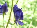 Monkshood