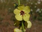 Moth mullein