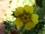 Mountain cinquefoil