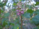 Mountain pink currant