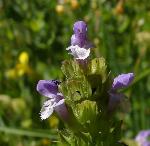 Mountain selfheal