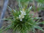Needleleaf navarretia