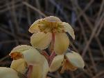 Nootka wintergreen