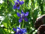 Nuttal's larkspur