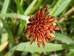 Orange-flowered agoseris