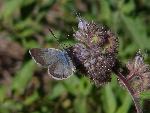 Phacelia