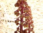 Pinedrops