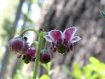 Pipsissewa