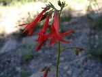 Scarlet gilia