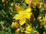 Scouler's St. Johnswort