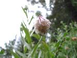 Shasta clover