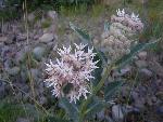 Showy milkweed