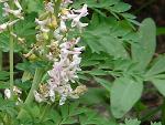 Sierra corydalis