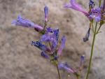 Slender penstemon