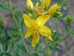 St. Johnswort