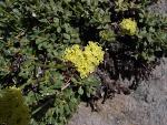 Sulphur flower