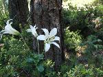 Washington lily