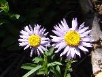 Western aster