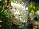 Western Labrador tea