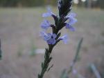 Western vervain