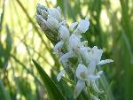 White bog-orchid