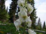 White monkshood
