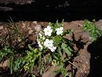 White stickseed