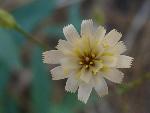 White-flowered hawkweed