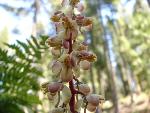 White-veined wintergreen