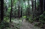 Redwood NP:  Hike among the tallest trees on earth