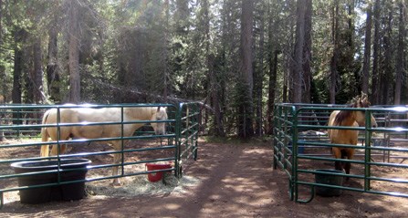 Two horses in horse corrals