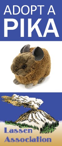 Four stacked images: outline of pika, adopt a pika text, stuffed pika, and Lassen Association logo
