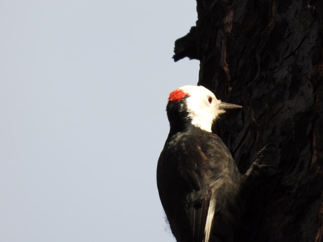 White-headed Woodpecker on burned tree