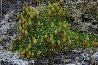 High magnification allows one to observe the Lassen Copper Moss's fruiting bodies.