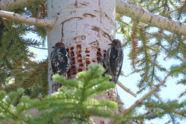 Pair of Red-breasted Sapsuckers creating sap wells on tree