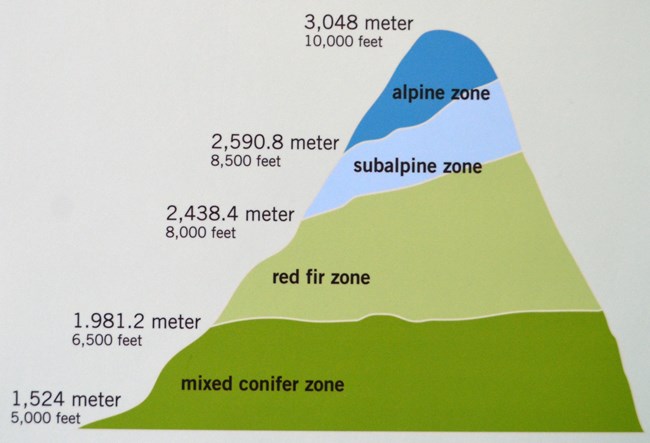 Graphic depicting plant life zones in Lassen