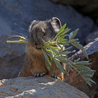pika with lupine leaves