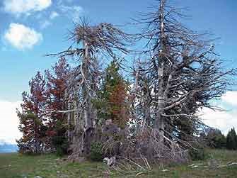 Whitebark Pine trees within Crater Lake National Park infected with blister rust disease.