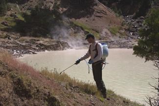 A man wearing a backpack sprayer sprays an area of vegetation.