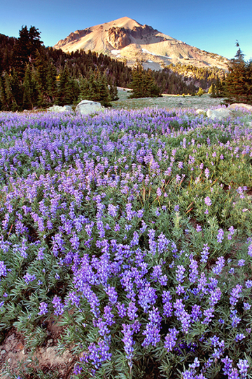 Blue Lupines blanket the ground as Lassen Peak basks in the alpine glow in the background.