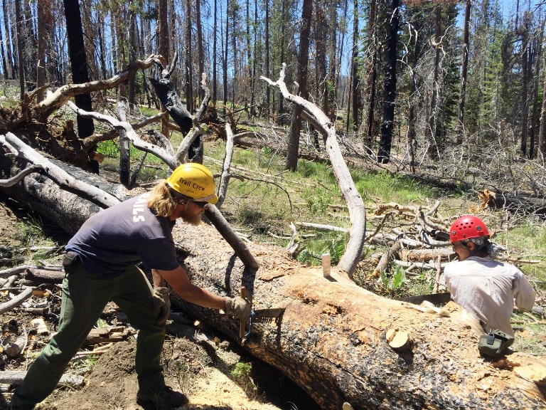 NPS Trail Worker Ben Darnell and PCTA volunteer Robert Parks using a freshly sharpened saw to clear a large lodgepole pine