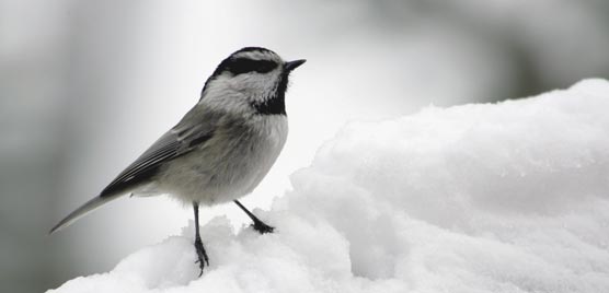A chickadee perched on snow
