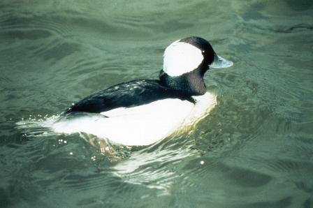 Bufflehead duck