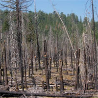A stand of torched trees after a high intensity fire near Chaos Crags