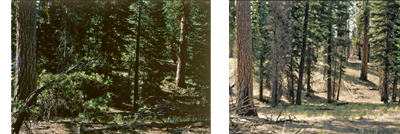 picture showing forest floor before and after prescribed burn