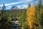 Hat Creek Cottonwood