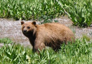Black bear near Cold Boiling Lake