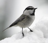 A Mountain Chickadee perched on snow