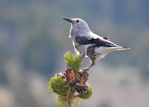 A Clark's nutracker perches on a whitebark pine.